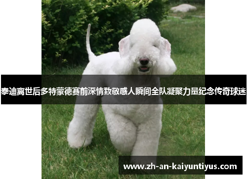 泰迪离世后多特蒙德赛前深情致敬感人瞬间全队凝聚力量纪念传奇球迷